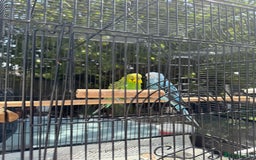 Budgerigars birds for sale: Budgie Pair - Image 1