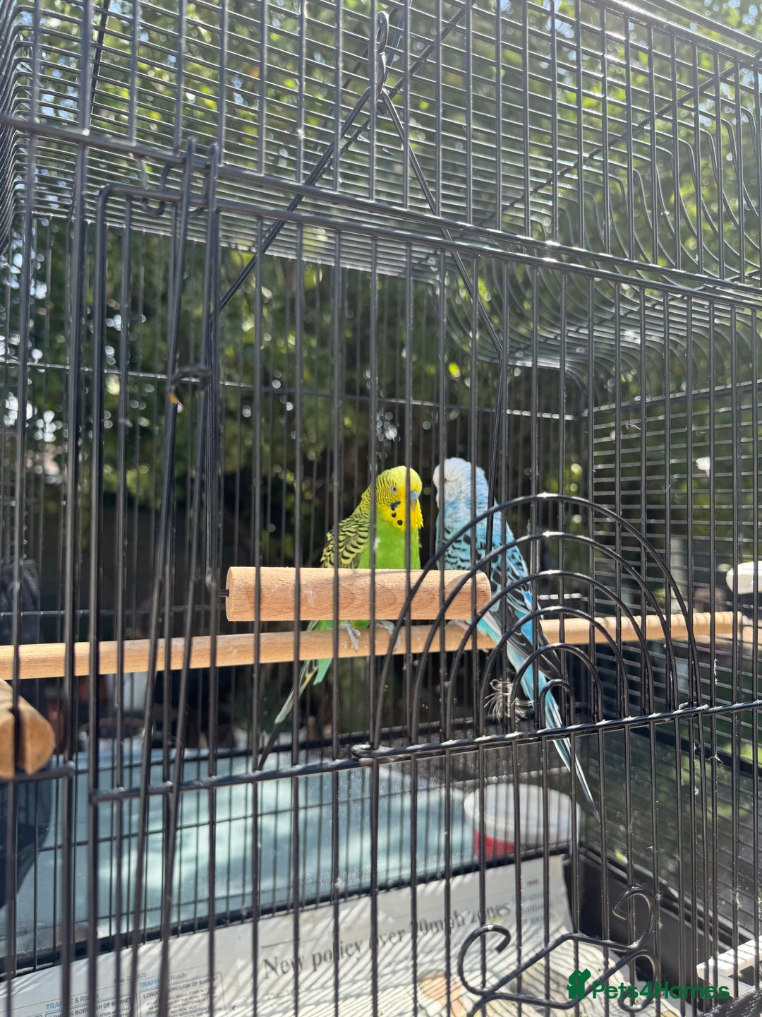 Budgerigars birds for sale: Budgie Pair - Image 1