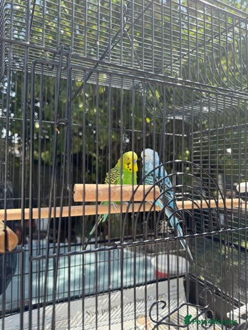 Budgerigars birds - Advert 5