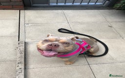 American Bully dogs for sale: Female Pocket Bully  - Image 11