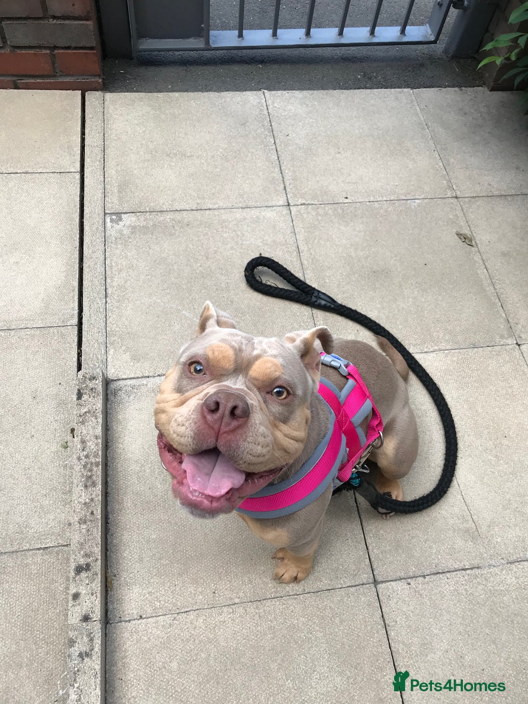 American Bully dogs for sale: Female Pocket Bully  - Image 11