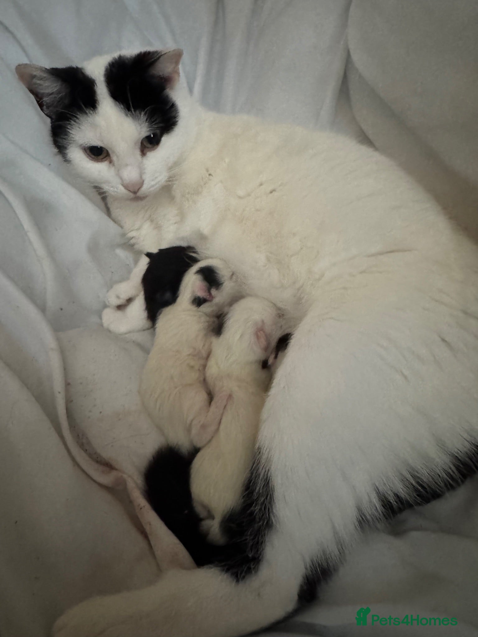 Domestic Shorthair cats Beautiful black and white fur baby’s  - Advert 1