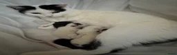 Domestic Shorthair cats for sale: Beautiful black and white fur baby’s  - Advert 1