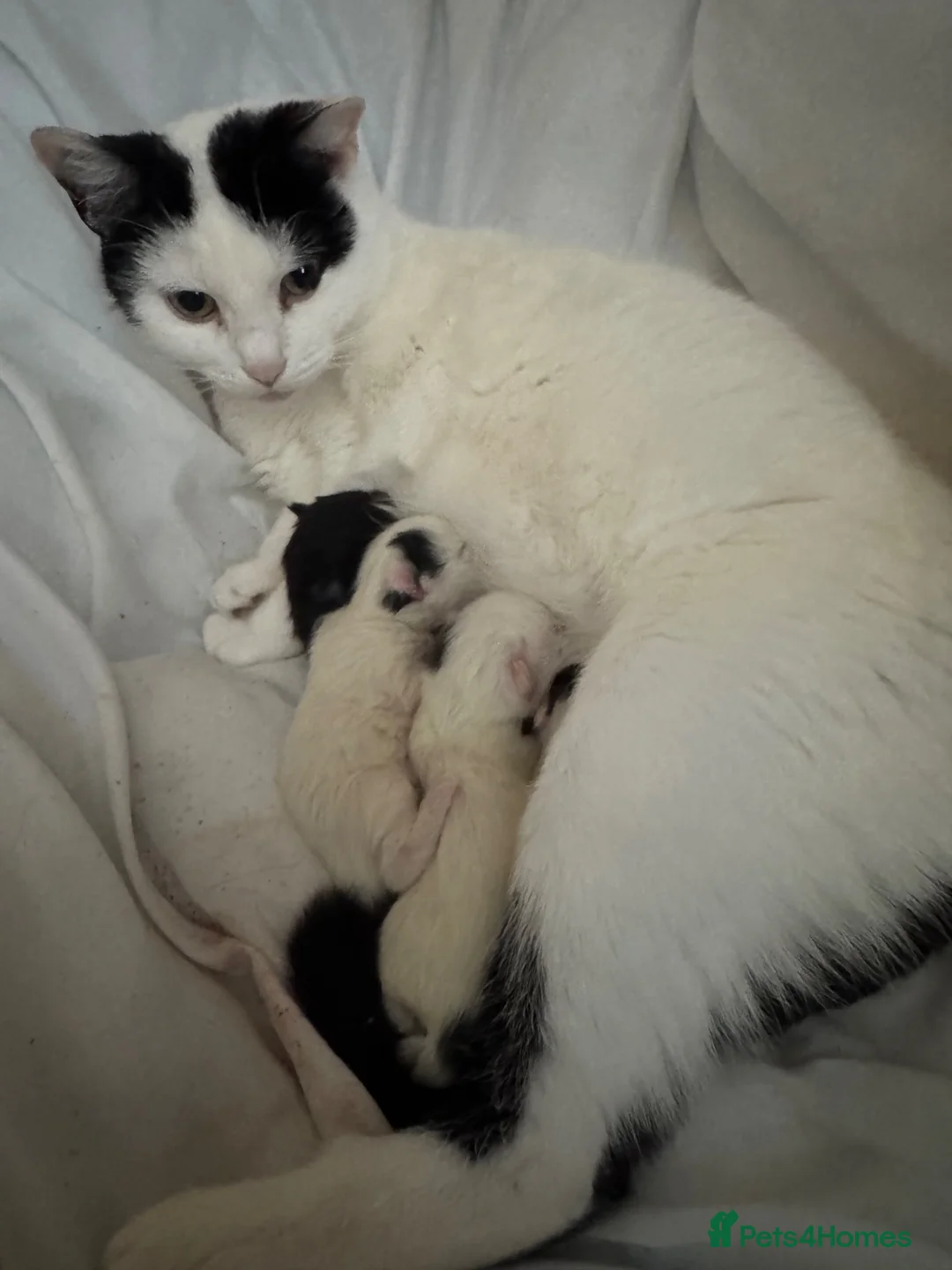 Domestic Shorthair cats for sale: Beautiful black and white fur baby’s  - Advert 1