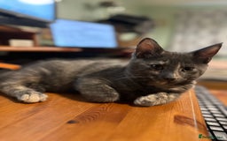 Mixed Breed cats for sale: READY NOW! Beautiful Maine Coon x female - Image 1