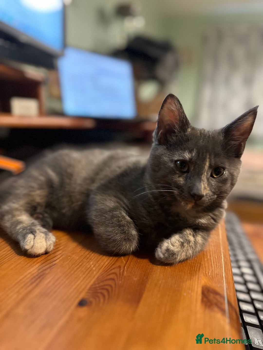 Mixed Breed cats for sale: READY NOW! Beautiful Maine Coon x female - Image 1