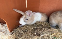 Mixed Breed rabbits for sale: 2 male rabbits with hutch - Image 2