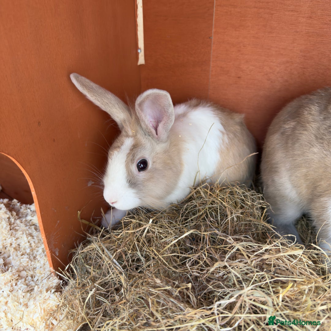 Mixed Breed rabbits for sale: 2 male rabbits with hutch - Image 2