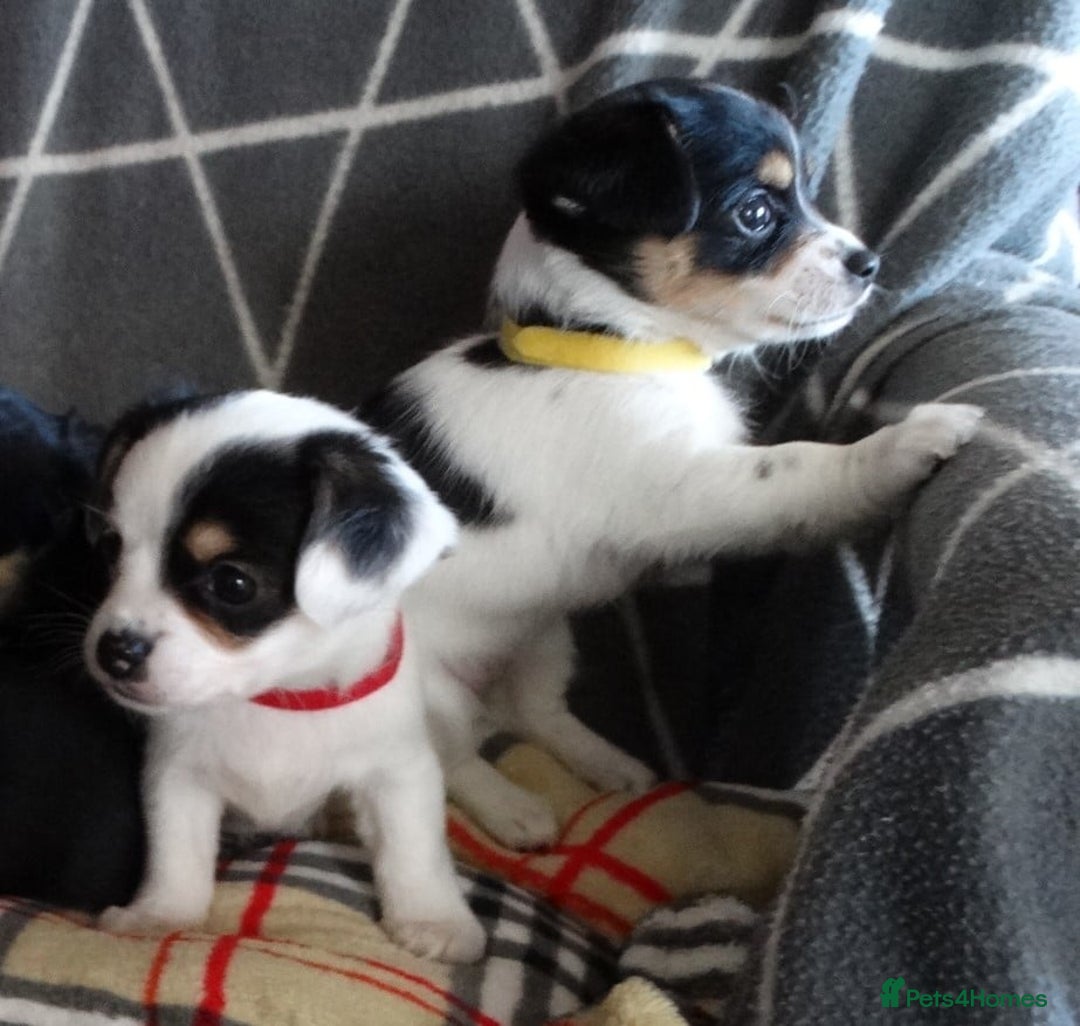 Jack Russell dogs for sale: Beautiful Jack Russell/chihuahua mix puppies - Advert 13