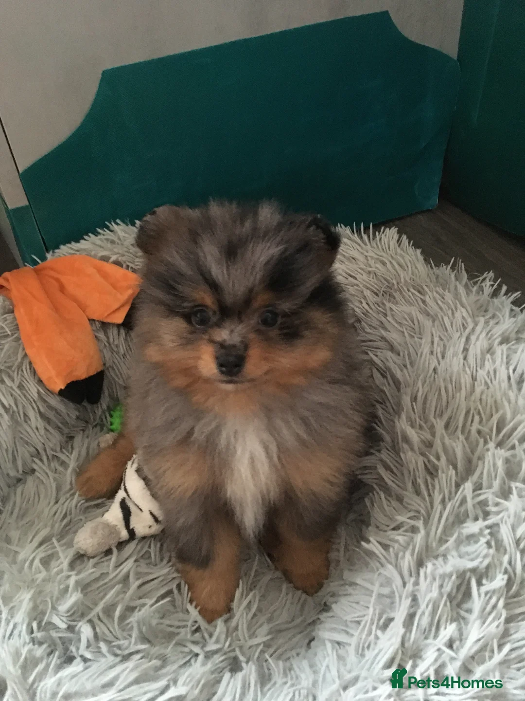 Pomeranian dogs for sale: Tiny cute blue merle Pomeranian boys in Blackpool - Advert 12