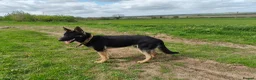 German Shepherd dogs for sale: Male German shepherd  - Advert 3