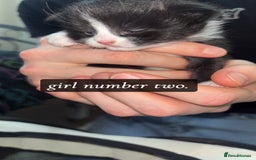 Domestic Shorthair cats for sale: 3 gorgeous tuxedo kittens for sale. - Image 6