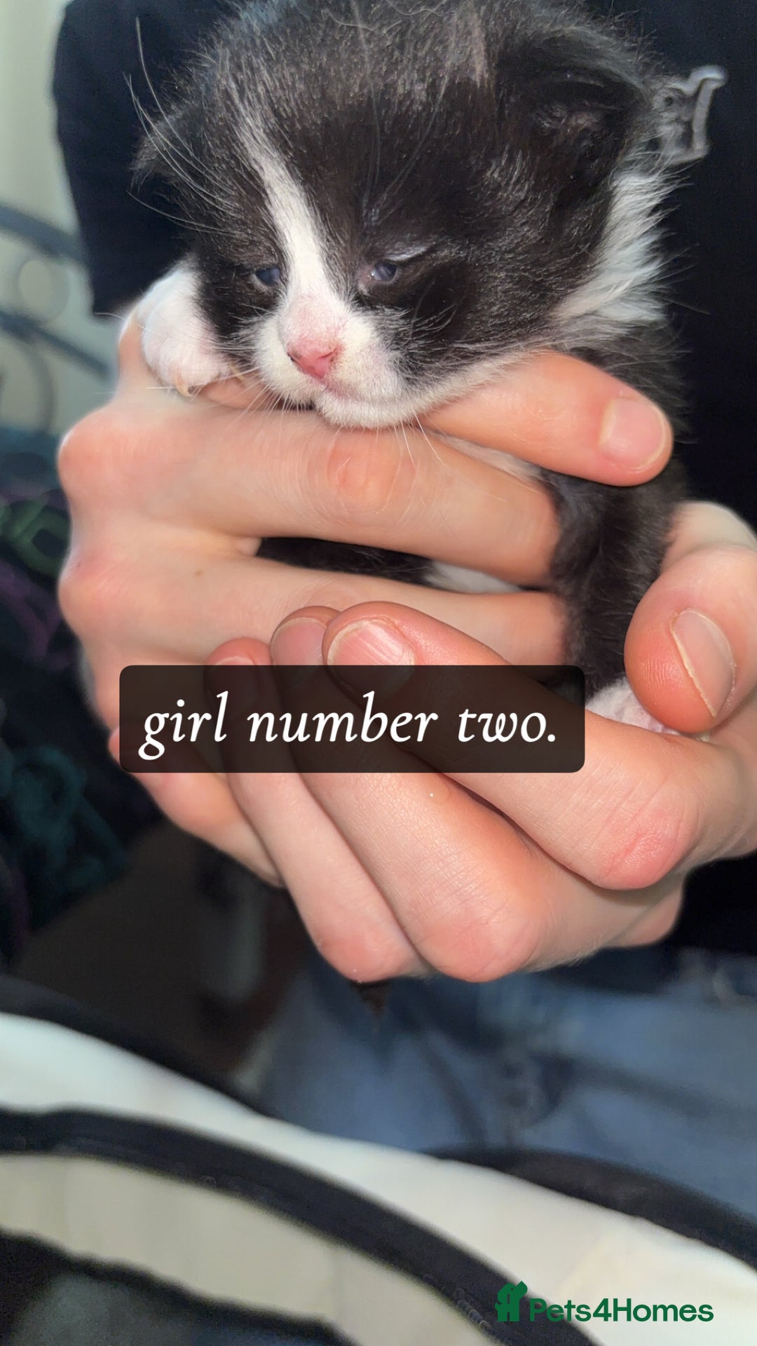 Domestic Shorthair cats for sale: 3 gorgeous tuxedo kittens for sale. - Image 6