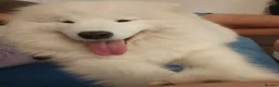 Samoyed dogs for sale: Exceptional pedigree puppies. - Advert 12