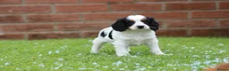 Cavapoo dogs for sale: Beautiful Cavapoo puppies for sale - Advert 30