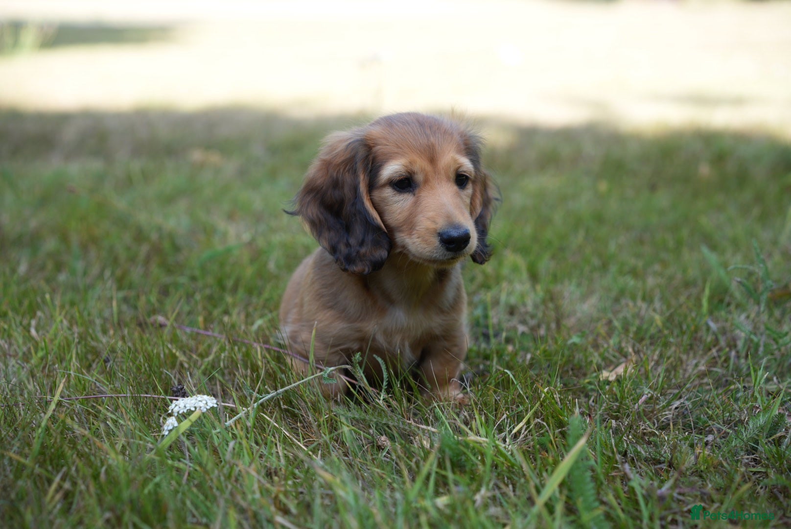 Miniature Dachshund dogs Ready to leave this weekend  - Advert 1