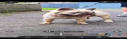 French Bulldog dogs for stud: Fluffy french bulldog stud  - Advert 3