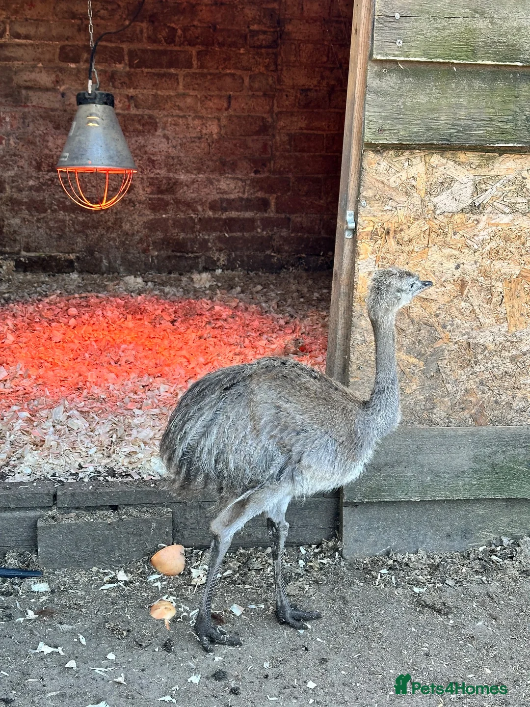 Emus poultry for sale: Rhea chicks  - Advert 2
