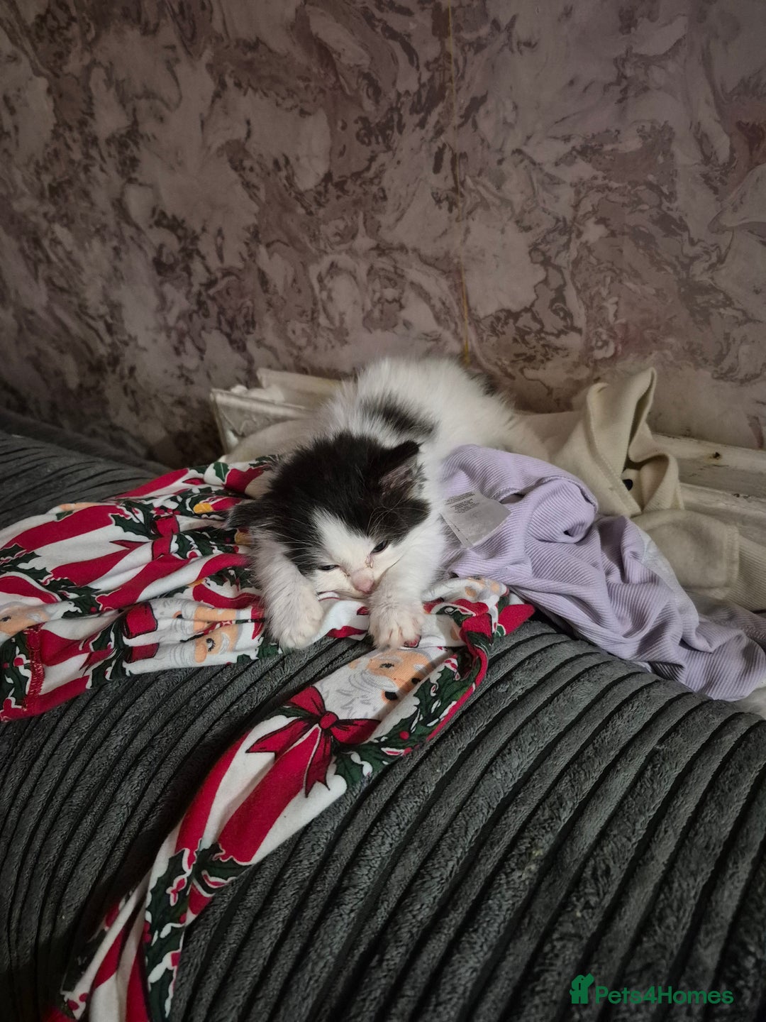 Ragdoll cats for sale: 💥💞Ragdoll x domestic💞💥  - Advert 4