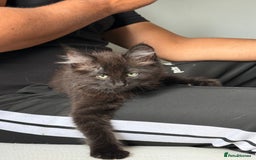 Siberian cats for sale: Siberian kitten  - Image 1
