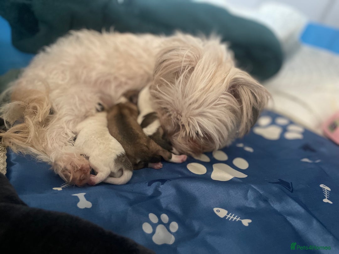 Mixed Breed dogs for sale: Maltese x chihuahua puppies for sale  - Image 2