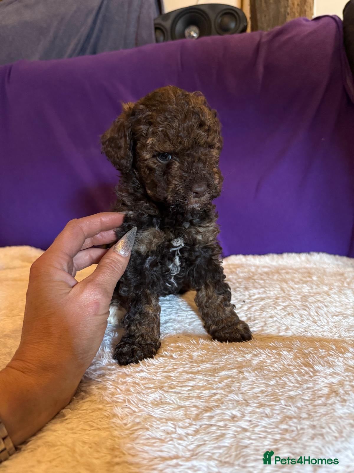 Toy Poodle dogs GORGEOUS Toy Poodles, DNA health tested parents  - Advert 5