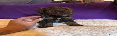 Toy Poodle chocolate golden Merle girl 