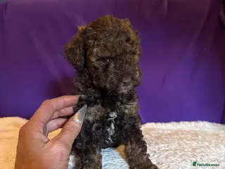 Toy Poodle dogs GORGEOUS Toy Poodles, DNA health tested parents - Advert 7