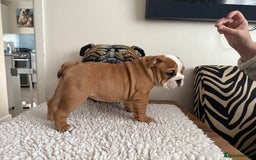 English Bulldog dogs for sale: 2 Beautiful Red & White English Bulldogs - Image 30