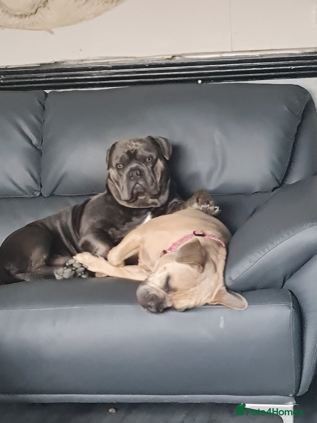 Mixed Breed dogs for sale: 2 Frenchy mix - Advert 3
