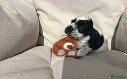 Cocker Spaniel dogs for sale: Show cocker pups  K.C. Reg. AMS. PRA. And FN clear - Image 3
