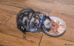 British Shorthair cats for sale: Beautiful bsh kittens  - Image 27