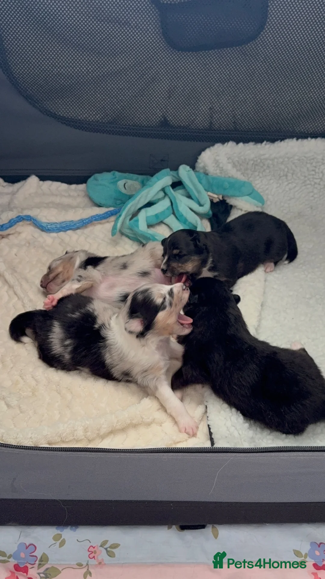 Shetland Sheepdog dogs for sale: 2 KC Registered Shetland Sheepdog puppies - Advert 13