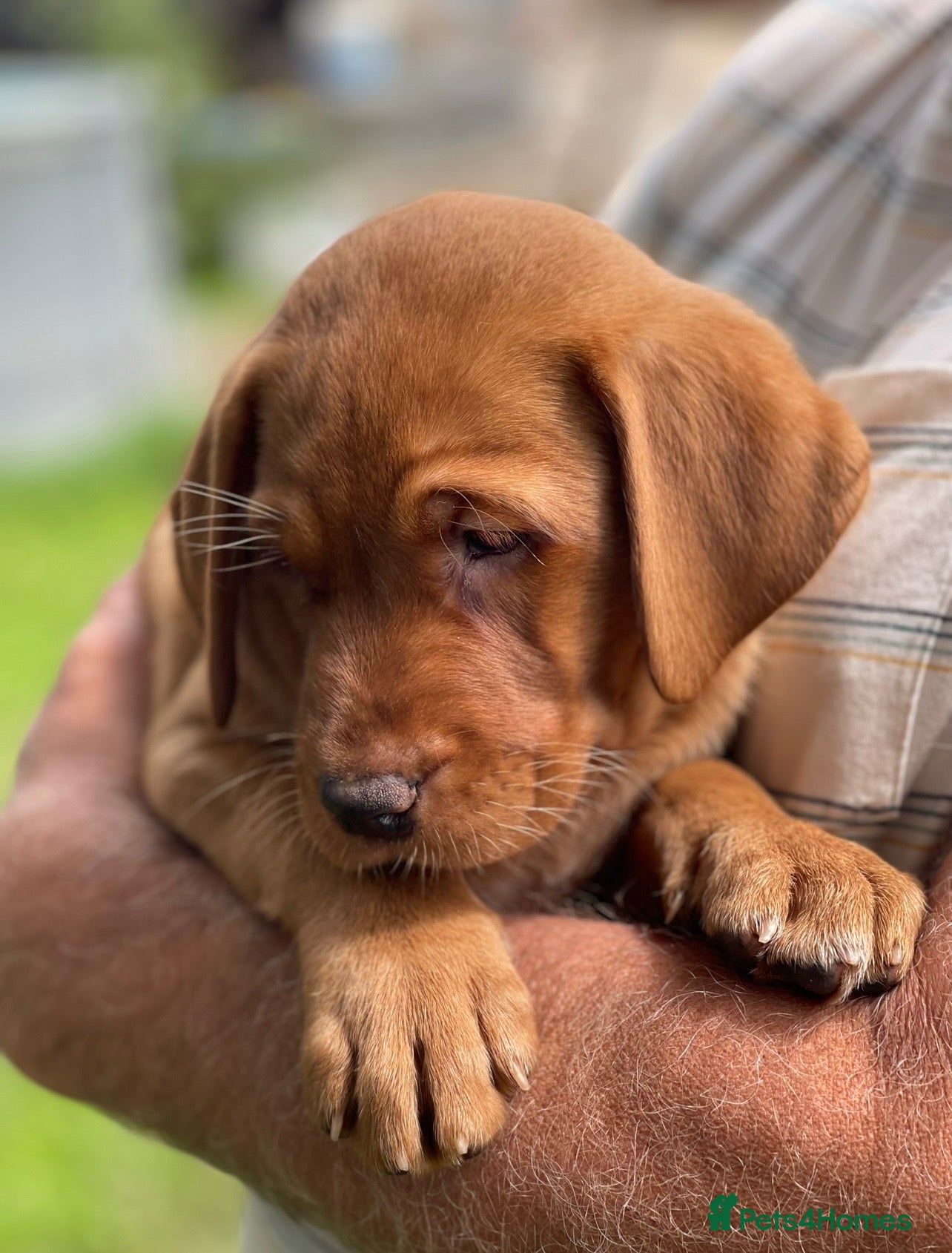 Labrador Retriever dogs KC Stunning Dark Fox Red Labrador Puppies - Advert 1