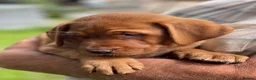 Labrador Retriever dogs for sale: KC Stunning Dark Fox Red Labrador Puppies - Advert 10