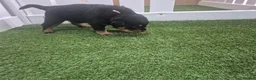 Rottweiler dogs for sale: Adorable, Confident, Chunky KC Rottie Pups  - Advert 16