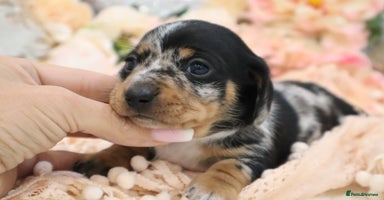 Miniature Dachshund dogs - Advert 5