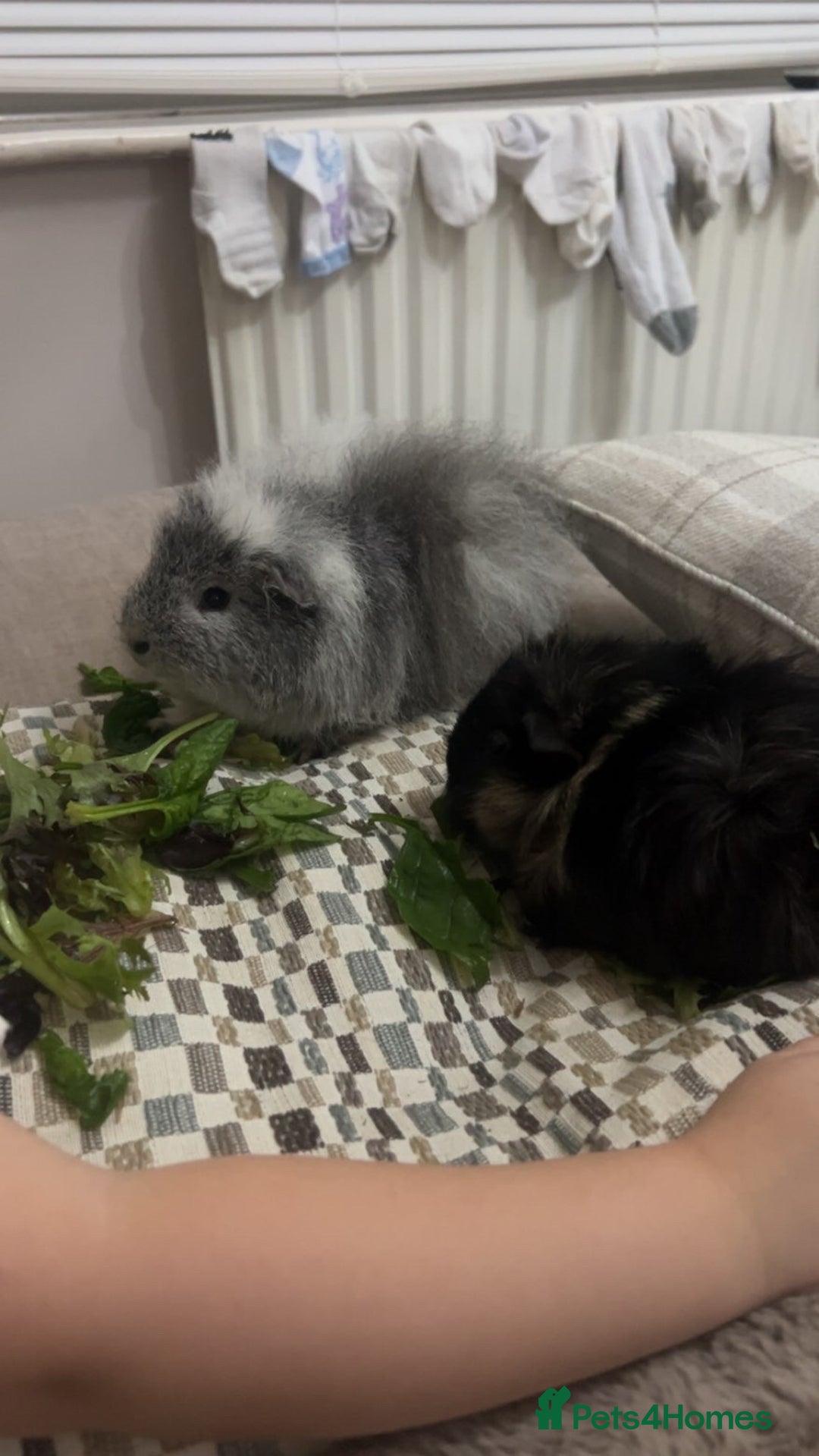 Guinea Pig rodents for sale: 3 male guinea pigs  - Advert 4