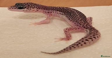 Leopard Gecko reptiles - Advert 9