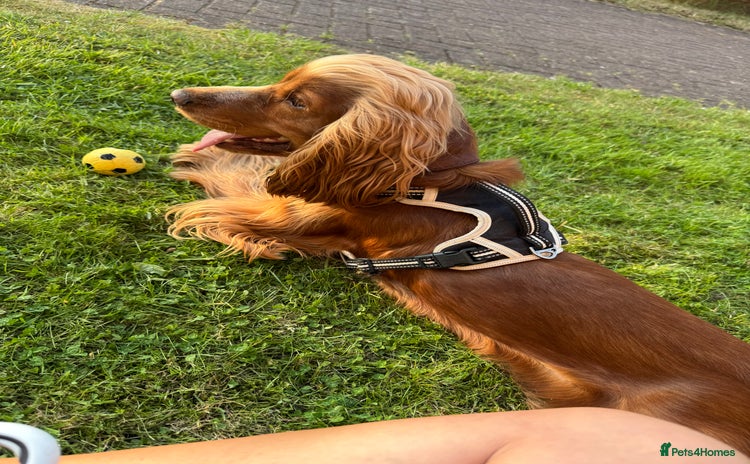 Cocker Spaniel dogs - Advert 7