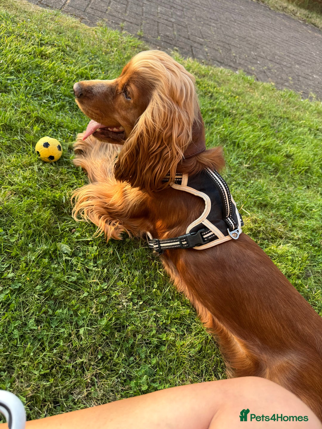 Cocker Spaniel dogs for sale: Cocker Spaniel  - Image 1