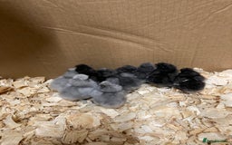 Chickens poultry for sale: Silkie chickens in Ashbourne - Image 3