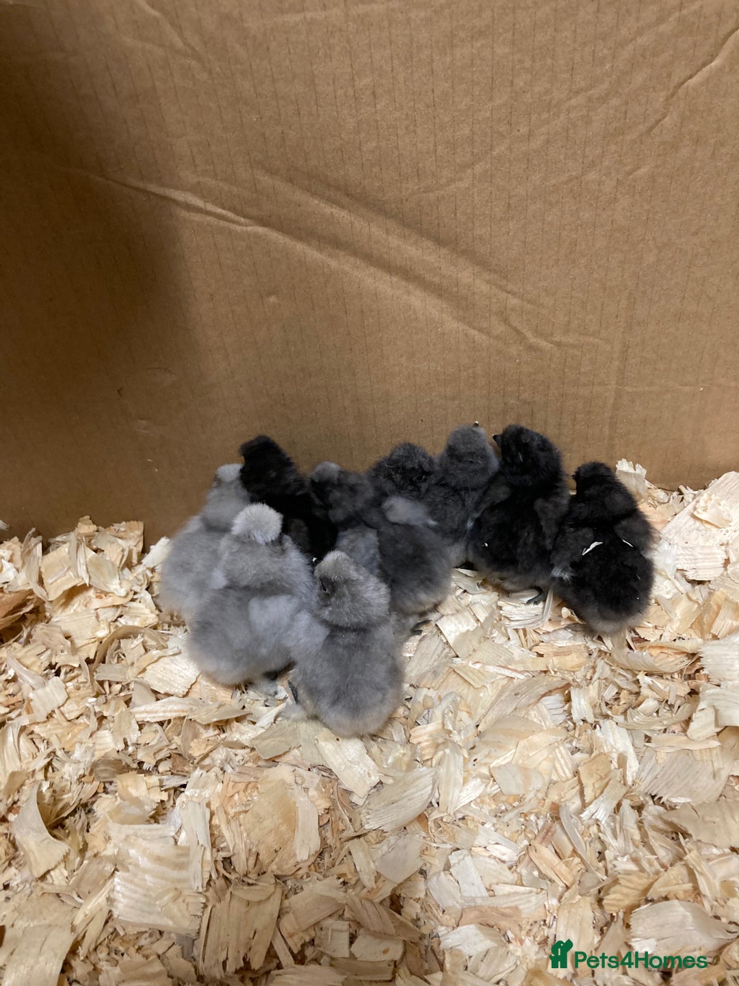 Chickens poultry for sale: Silkie chickens in Ashbourne - Image 3