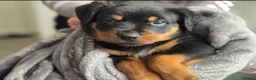 Rottweiler dogs for sale: GERMANY ROTTWEILER  in Southampton - Advert 6