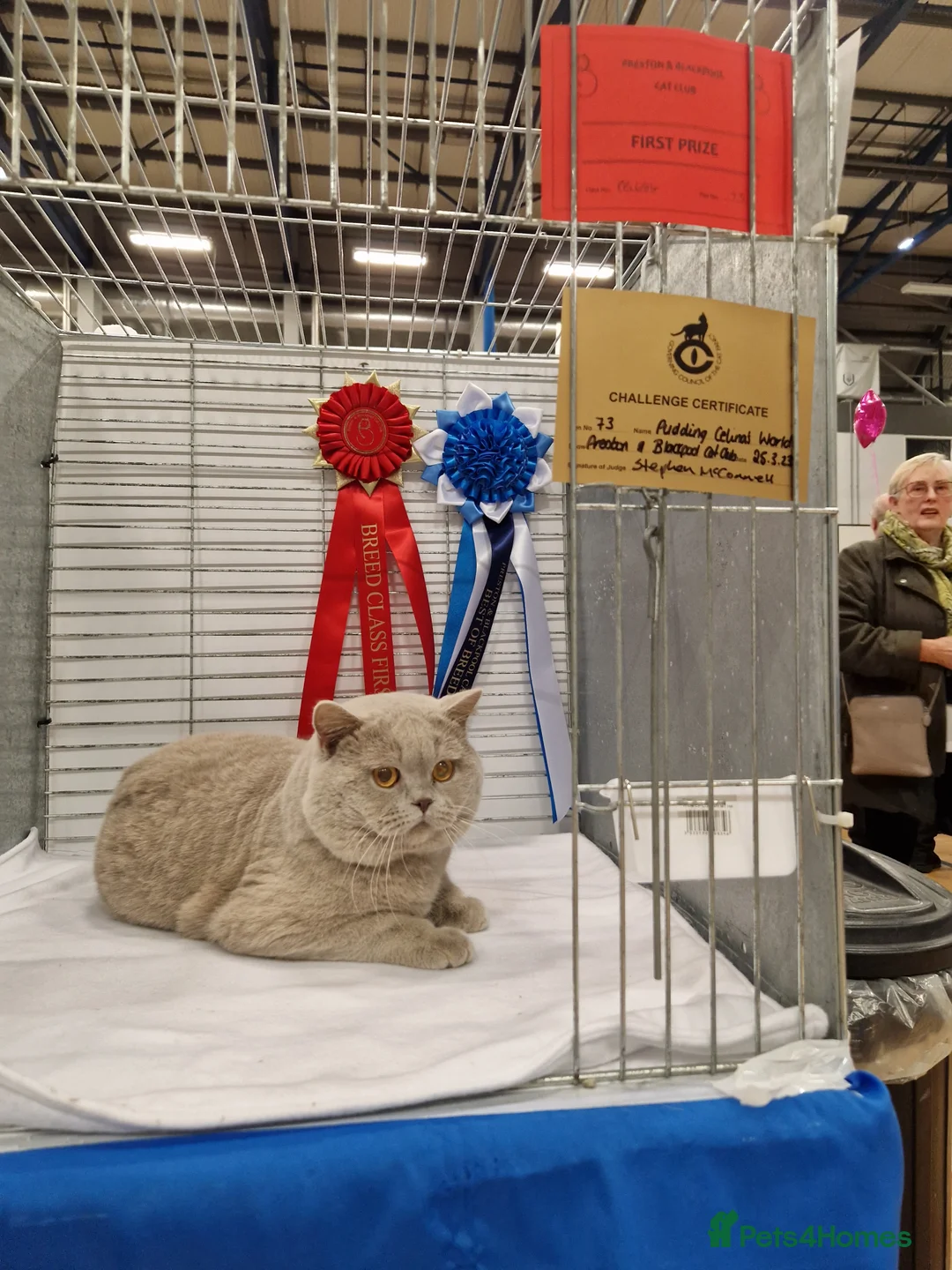 British Shorthair cats for stud: GCCF Grand Champion British shorthair stud in Wolverhampton - Advert 2