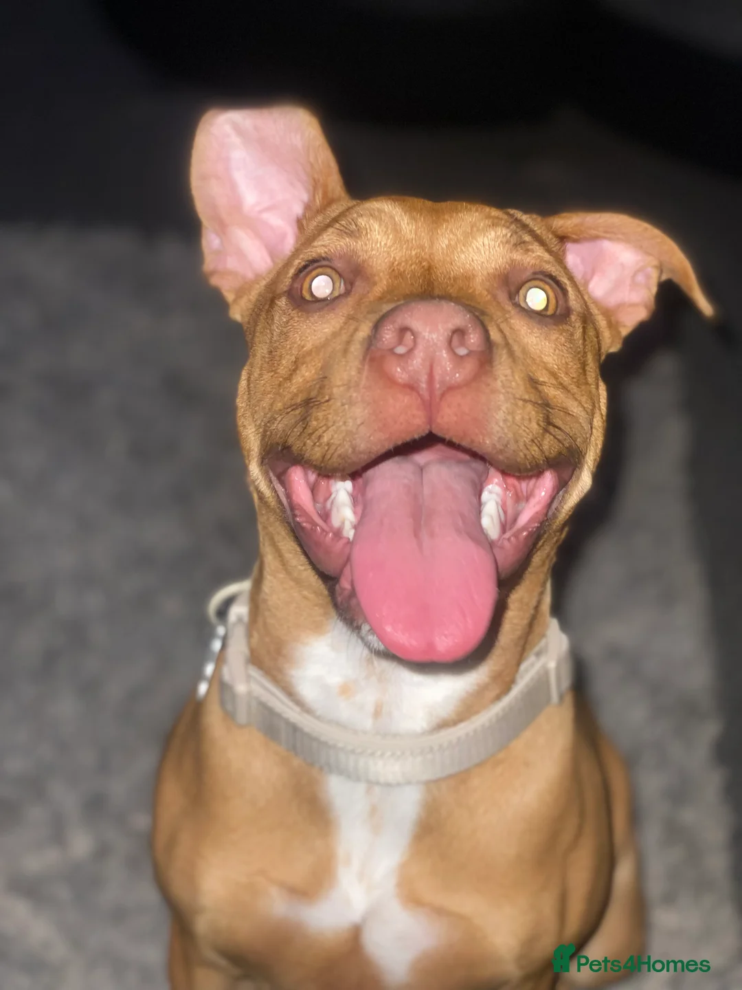 Staffordshire Bull Terrier dogs for sale: Rehoming Our Family Staffy - Advert 6