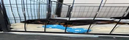 Miniature Dachshund dogs for sale: Miniature dachshund   in Colwyn Bay - Advert 6