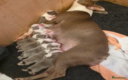 Boston Terrier dogs for sale: Beautiful Blue Bostons  - Image 1