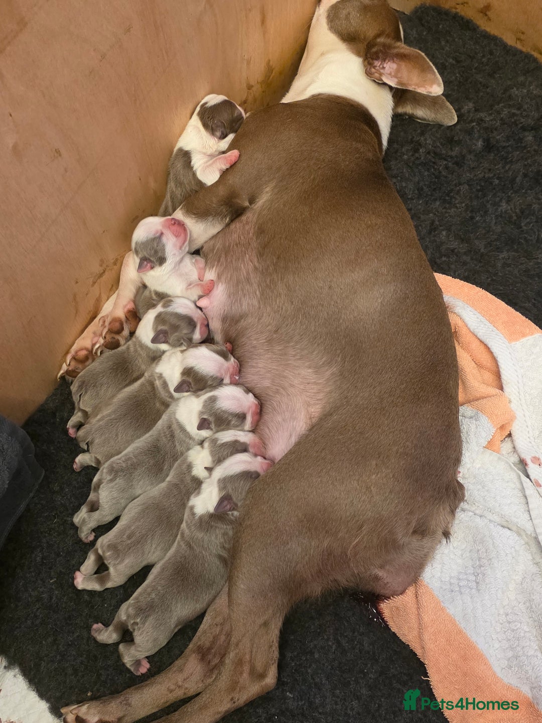 Boston Terrier dogs for sale: Beautiful Blue Bostons  - Image 1