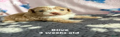 Olive